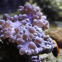 Marineland - Aquarium - 057